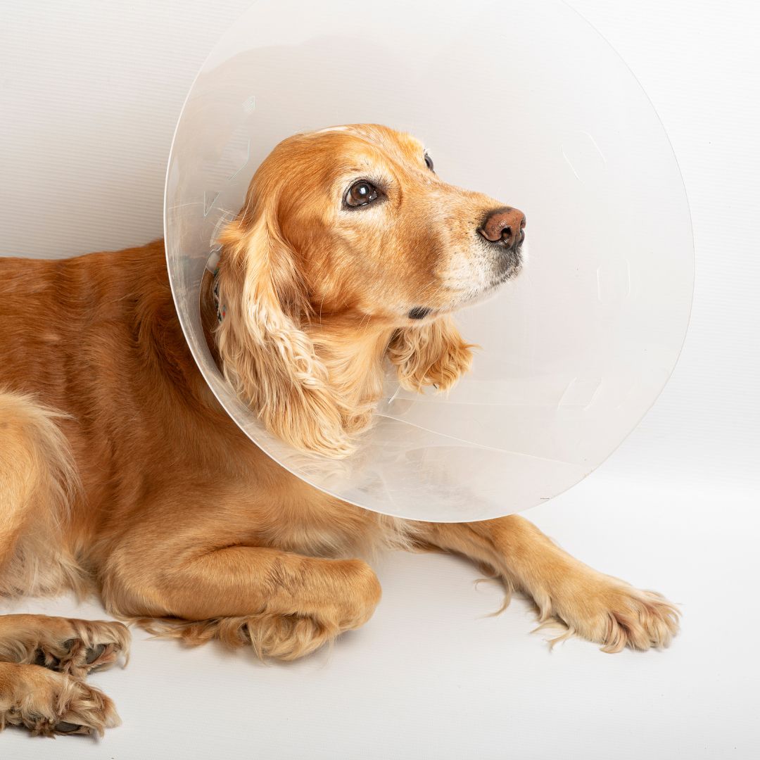 A dog with a cone around its head