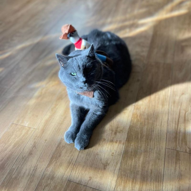 a cat lying on a wood floor