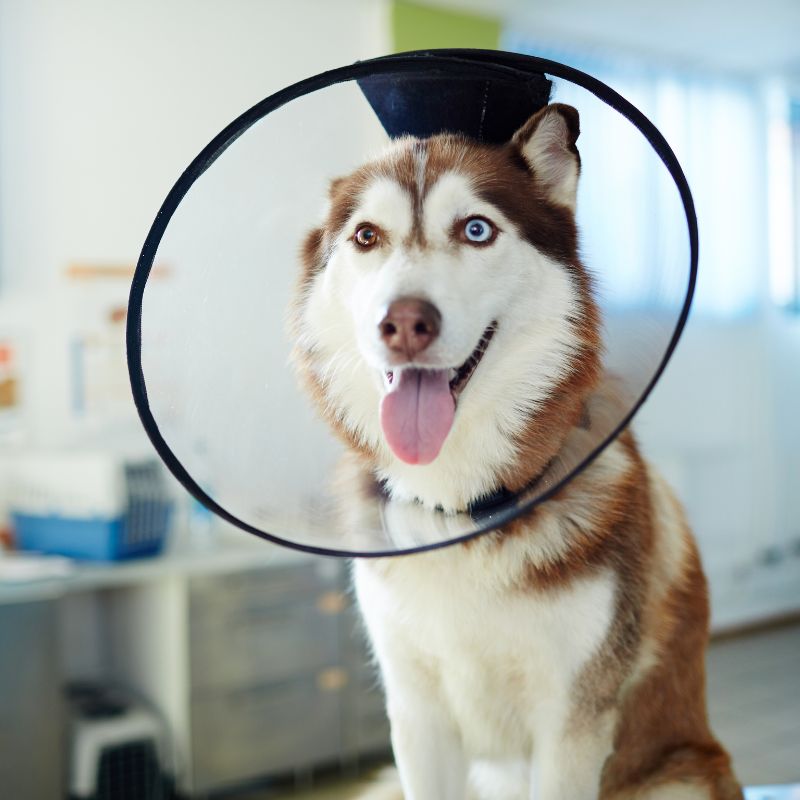 a dog wearing a cone on its head