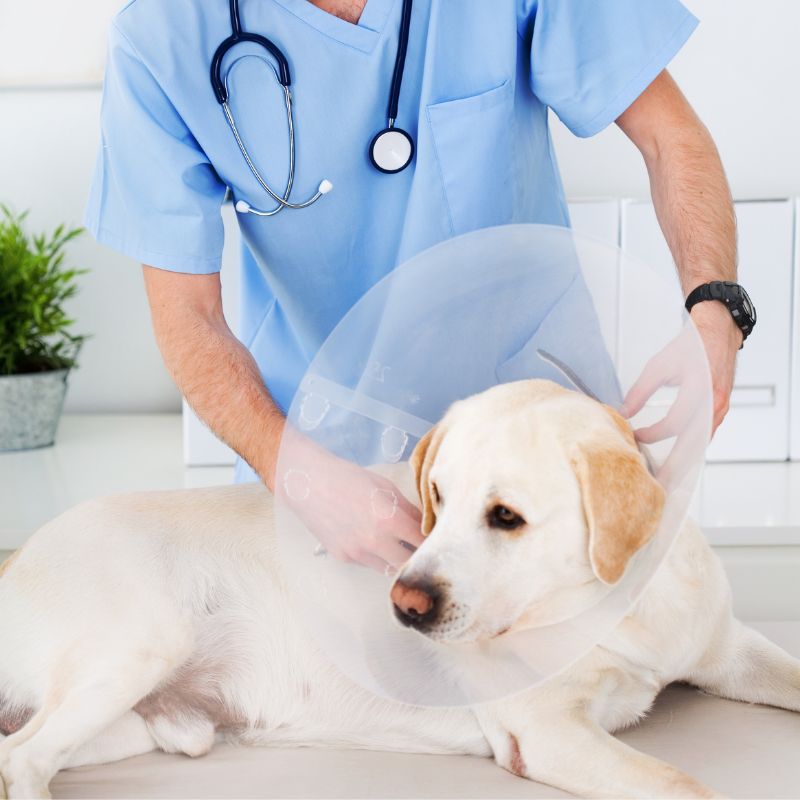 a person wearing a mask and a white dog