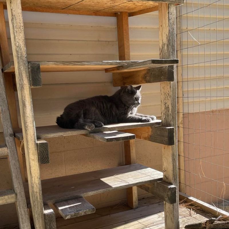 a cat lying on a wooden shelf