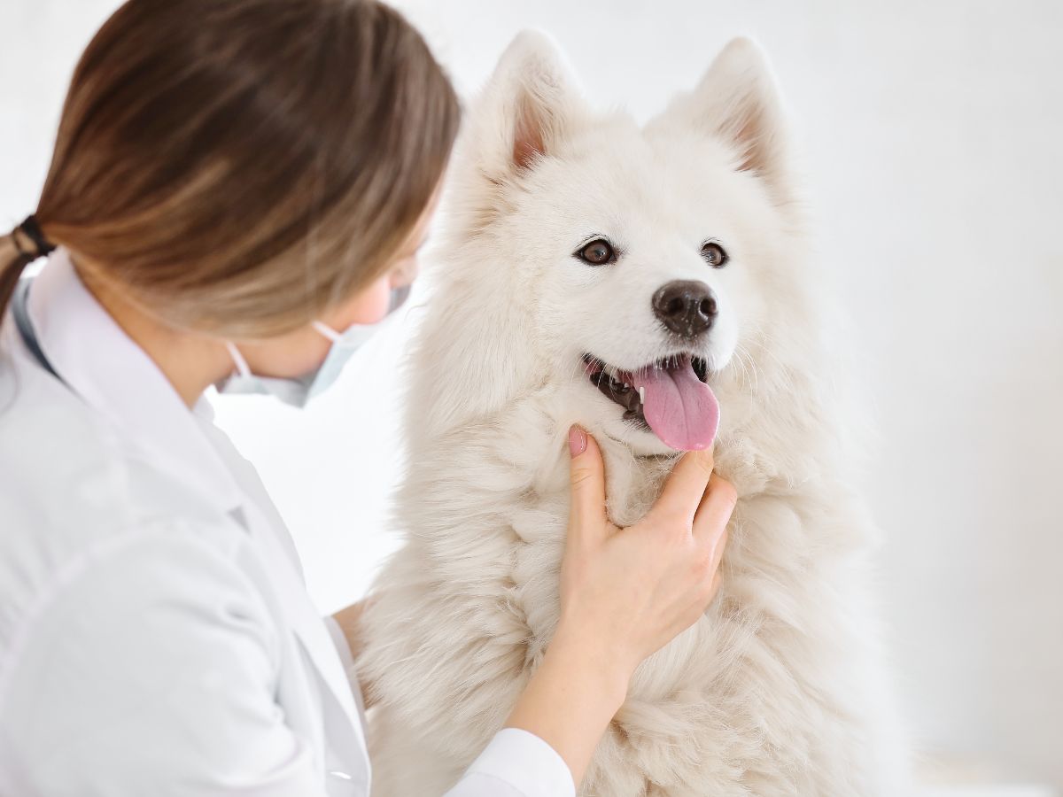 a person wearing a mask and petting a dog