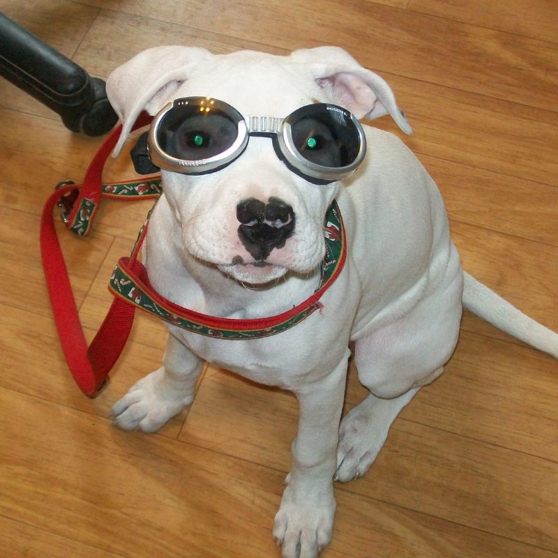 a dog wearing goggles and leash