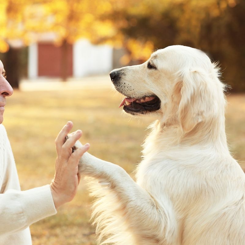 a person holding a dog