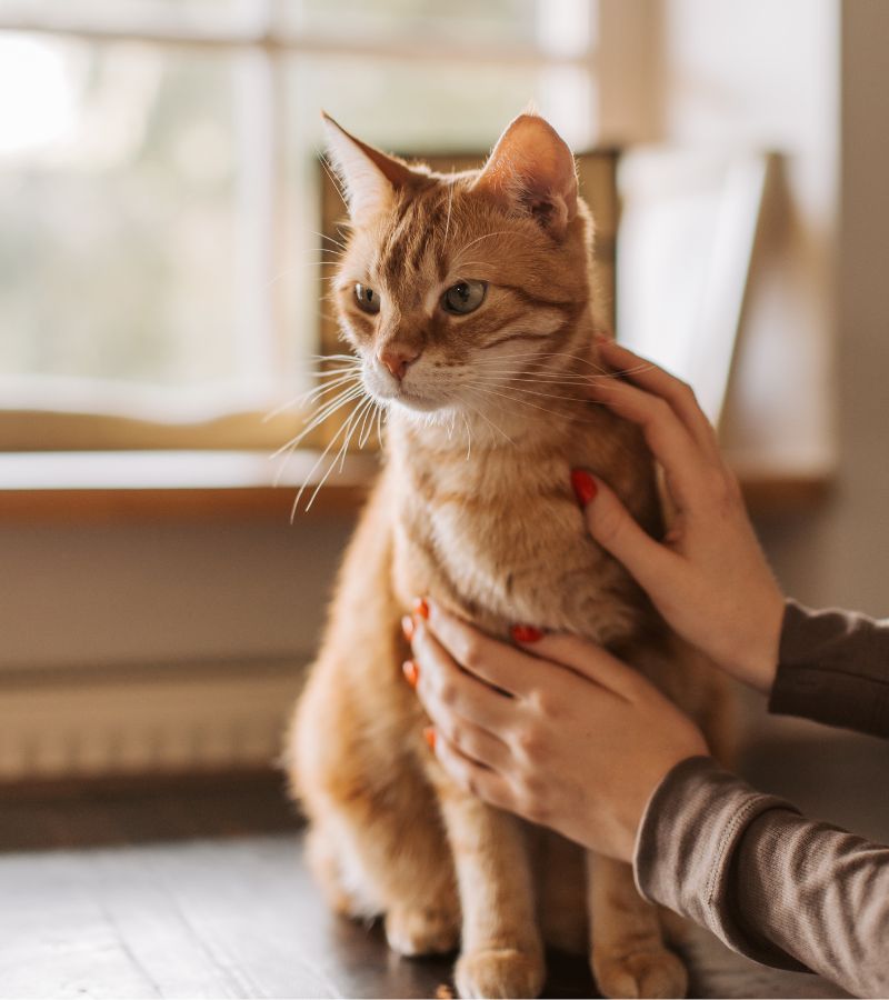 a person petting a cat