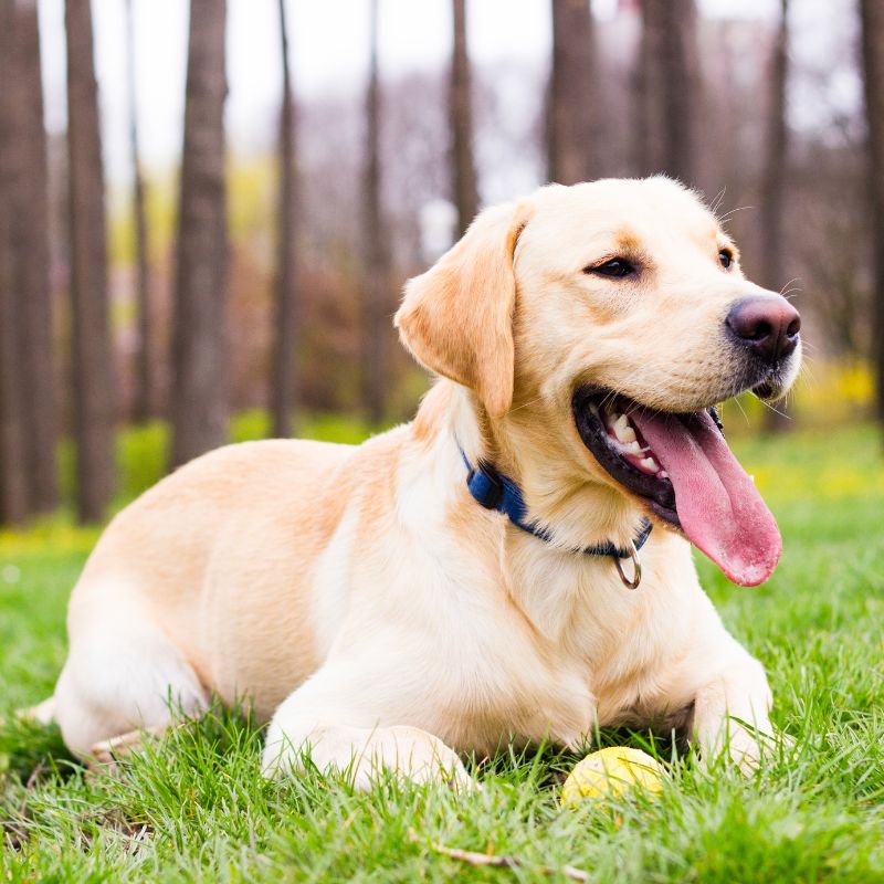 a dog lying in grass with a ball in front of it