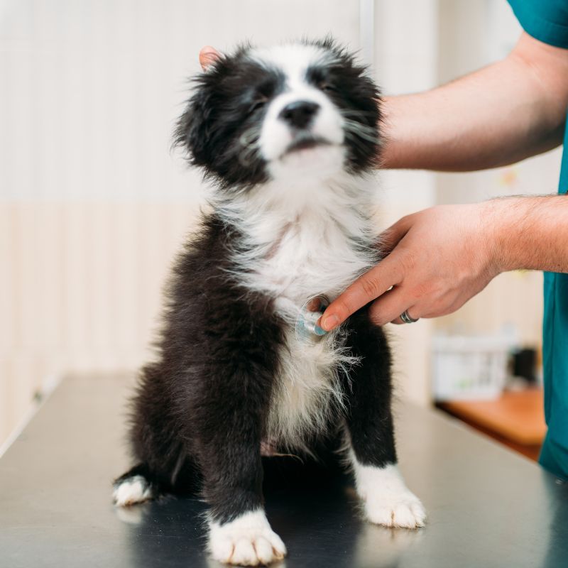 a dog being examined by a vet