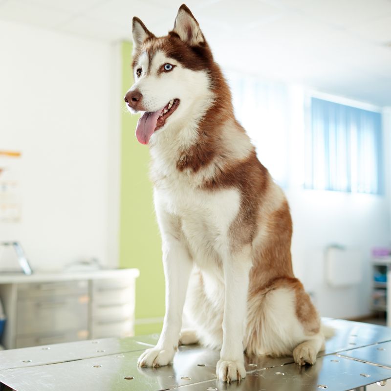 a dog sitting on a table