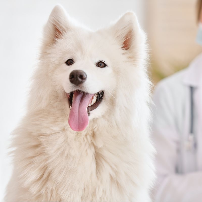 a dog with its tongue out