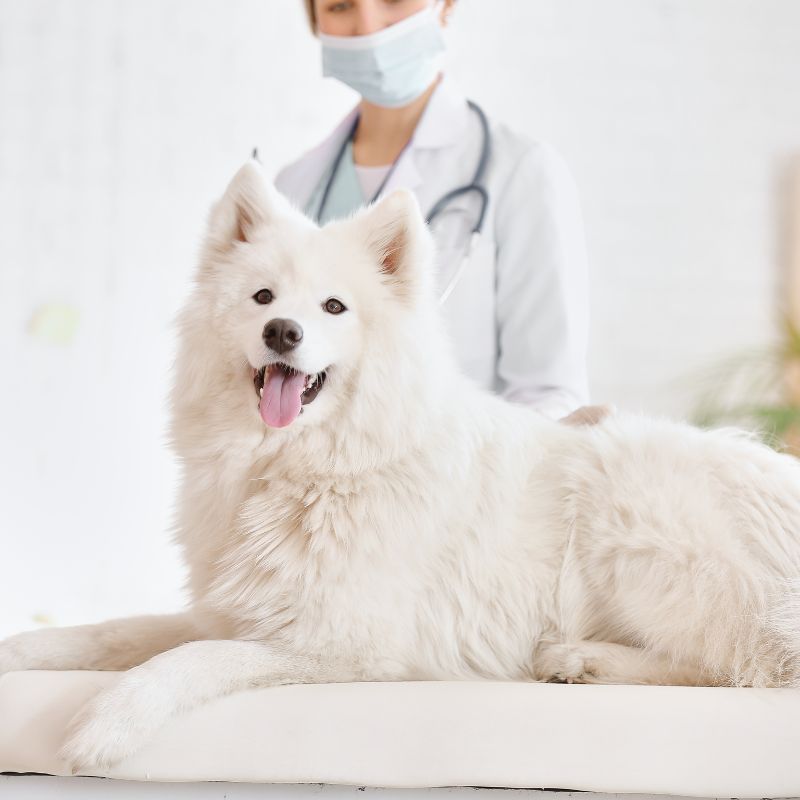 a person wearing a mask and a white dog