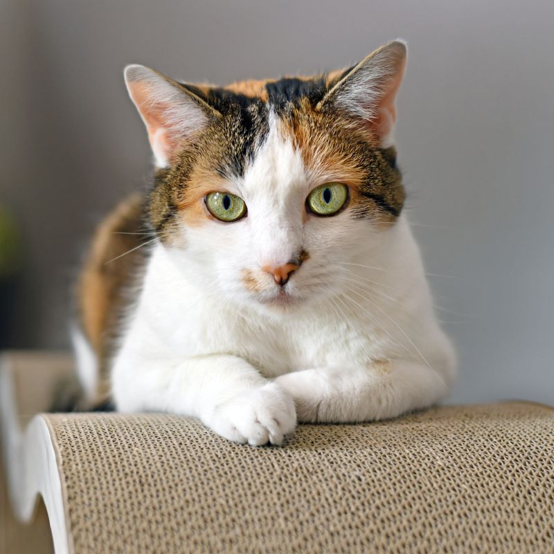 a cat lying on a cat scratching post