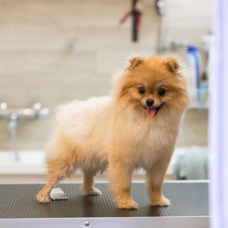 a small dog standing on a table