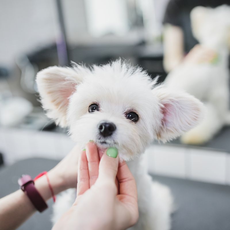 a person petting a dog