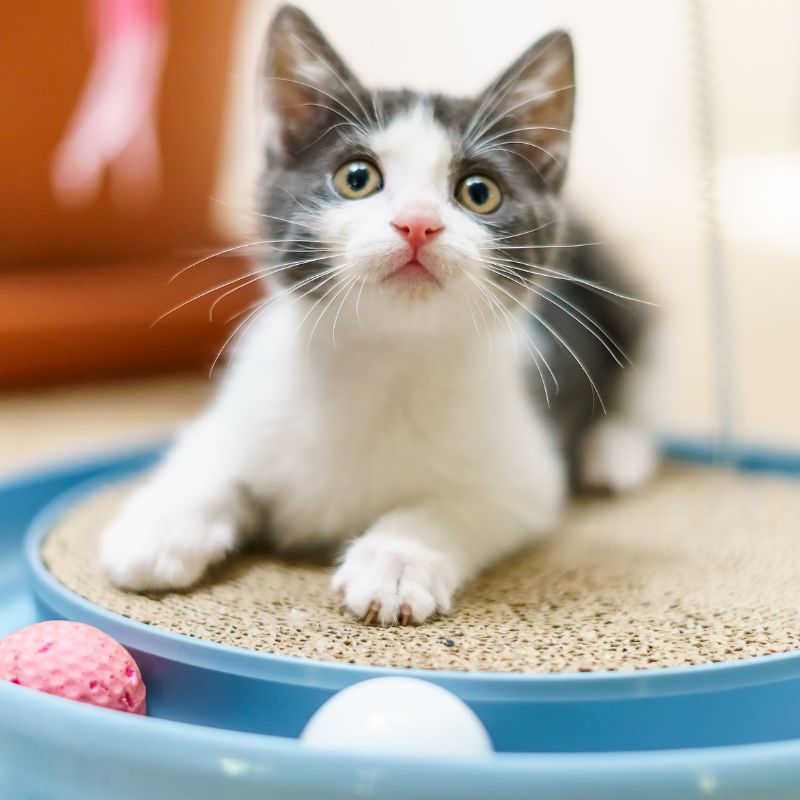 a cat lying on a toy