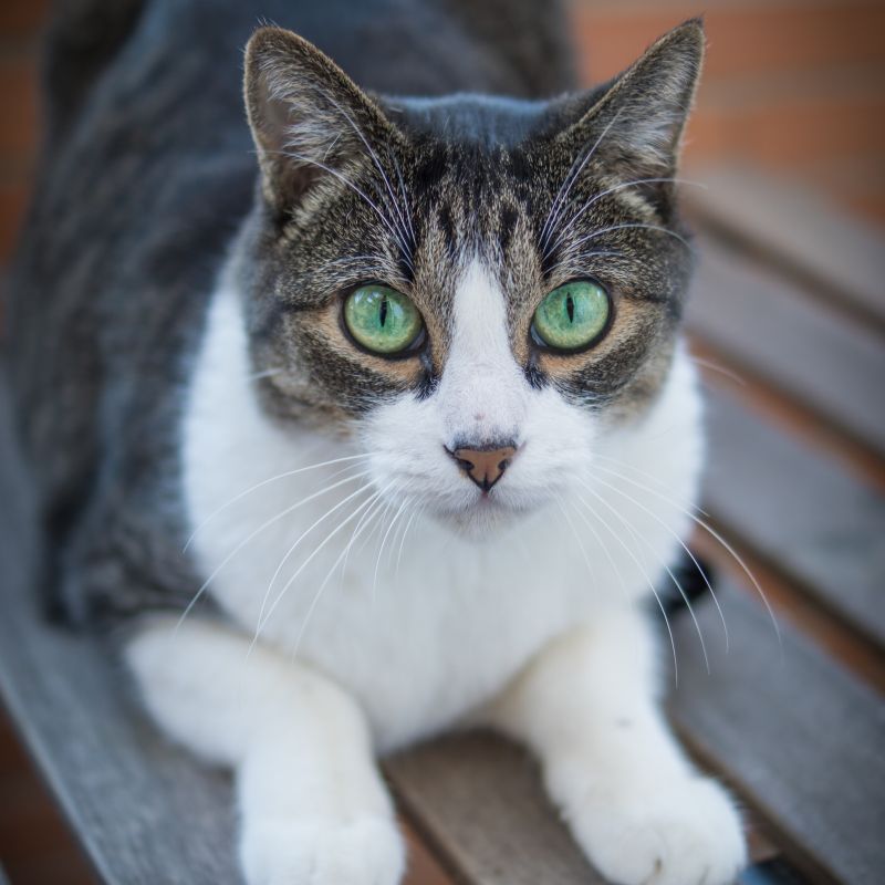 a cat lying on a bench