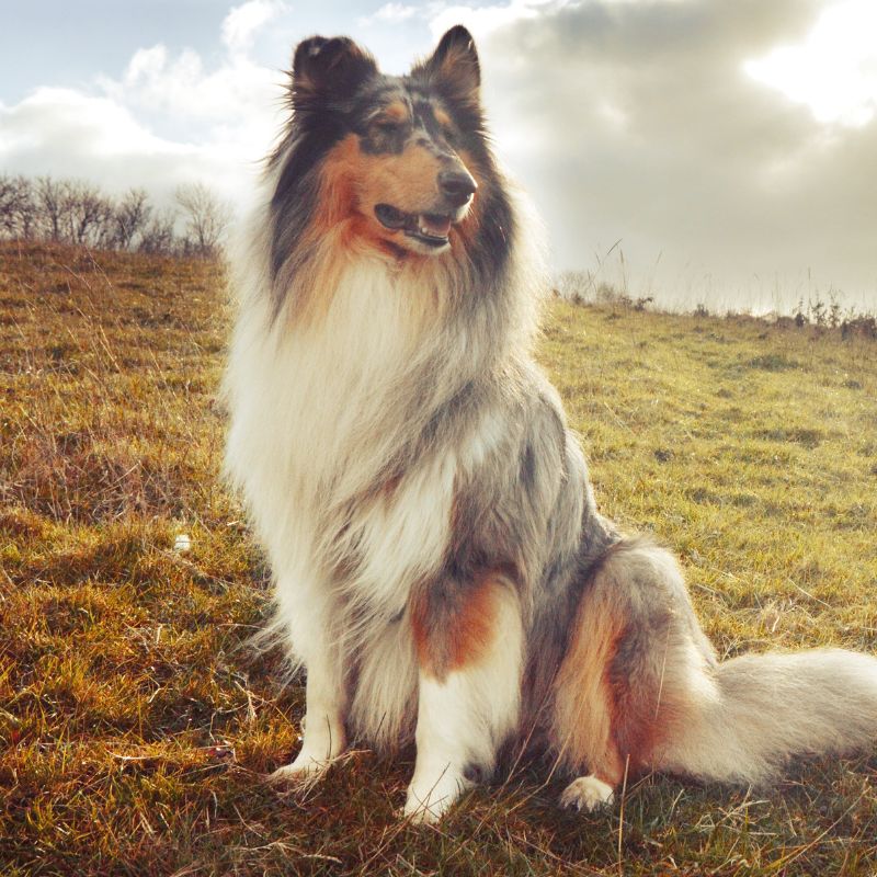 a dog sitting on grass