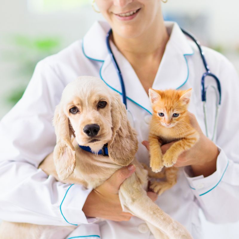 a person holding a dog and a cat