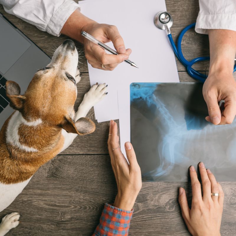 a dog looking at x-ray