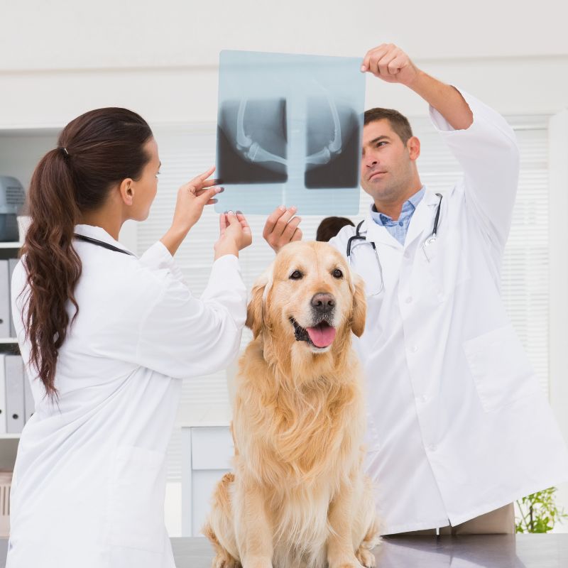 a group of people looking at an x-ray of a dog