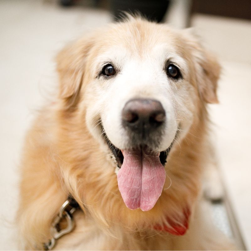 a dog with its tongue out