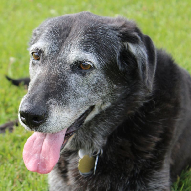 a dog lying in the grass