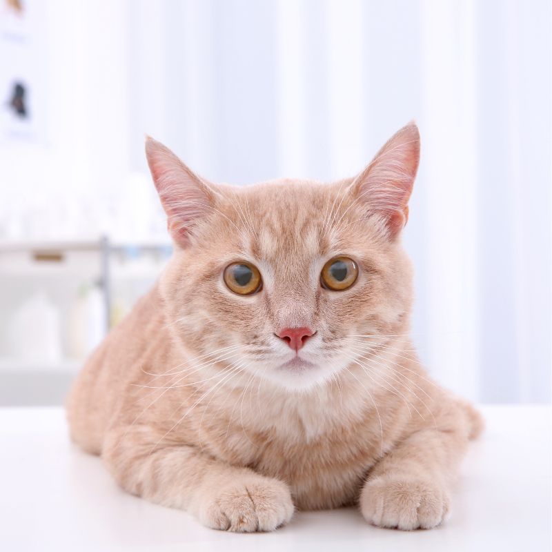 a cat lying on a table