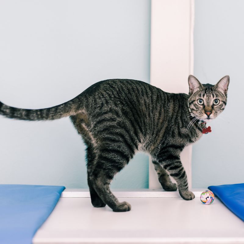 a cat standing on a table