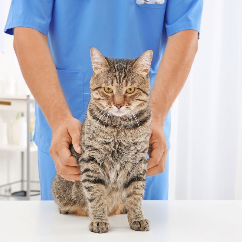 a cat being examined by a vet