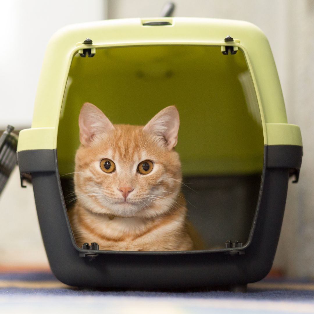 cat in a carrier